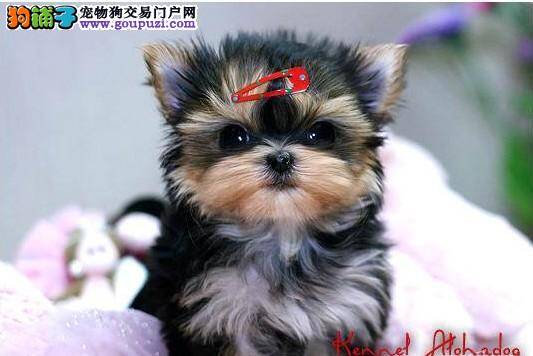 怎样选约克夏才是最安全的做法