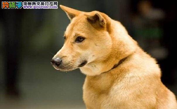 秋田犬和柴犬之间的区别是什么