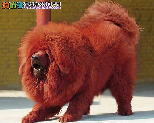 延年益寿有绝招 健康护理藏獒的宝典