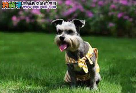 做好保暖工作 给雪纳瑞提供一个舒适的居住环境