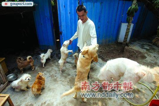 广州严管之下流浪狗骤增 一寄养所半月收到15条