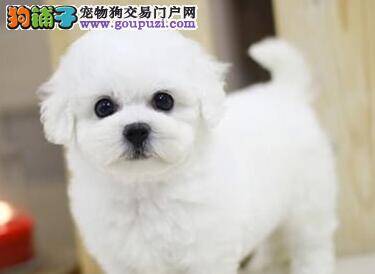 2个月的比熊犬流鼻涕有没有事