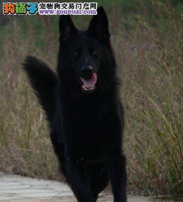 医疗小百科之比利时牧羊犬容易被哪些寄生虫侵袭