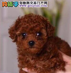 贵宾犬肚子下面有个软包是什么东西