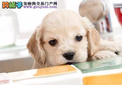 选购可卡犬应该怎样看它的随从性好不好