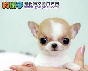 吉娃娃耳朵红肿用什么药治疗好得快