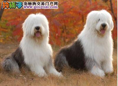 古代牧羊犬晚上总是乱叫是什么毛病