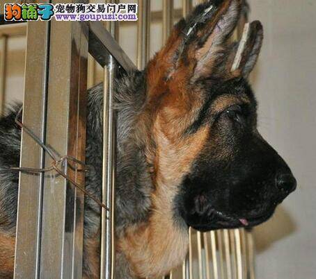 德国牧羊犬发烧精神状态不佳该怎么办