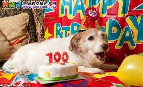 百岁狗狗“黛西”长寿秘诀从不吃狗粮