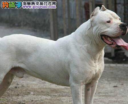 护理一本通 怎样给杜高犬洗澡最恰当