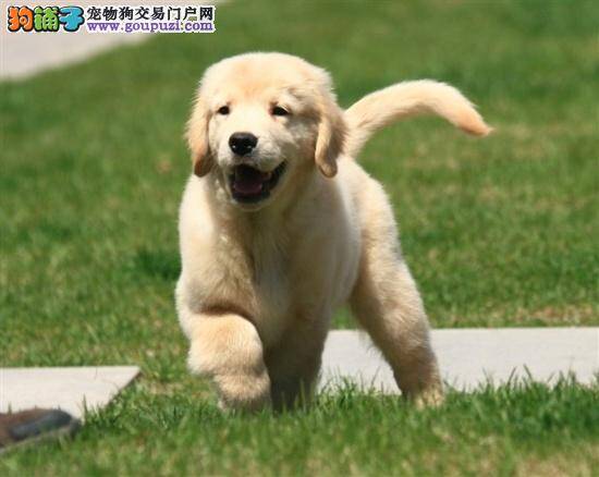 我家金毛犬一直咳嗽是怎么回事