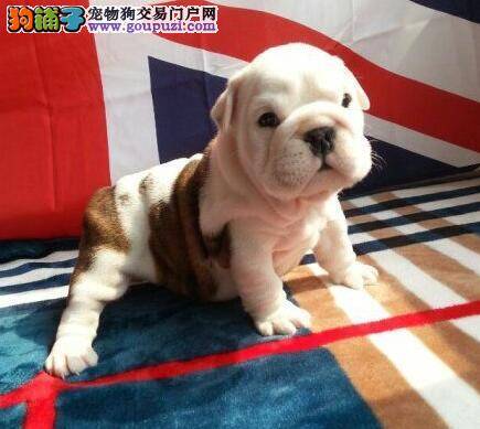 我家斗牛犬最近总乱咬东西怎么办