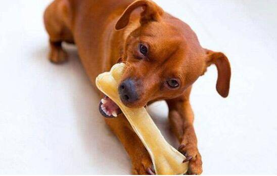 狗狗到了换牙期，如何正确选择磨牙棒让它长一副好牙口