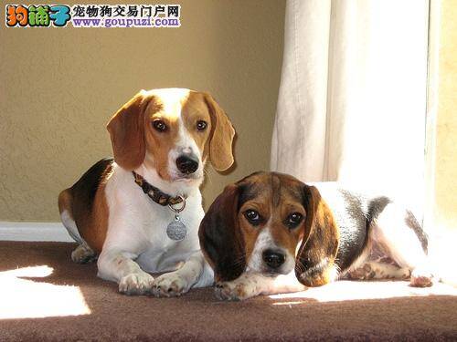 怎么训练比格犬在家定点解决大小便