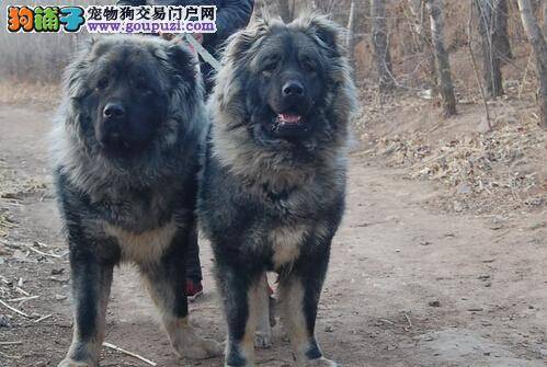 抵制诱惑 训练高加索犬拒接陌生人的食物