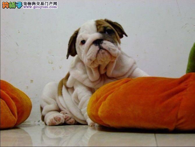 买斗牛犬一定要意识到的问题