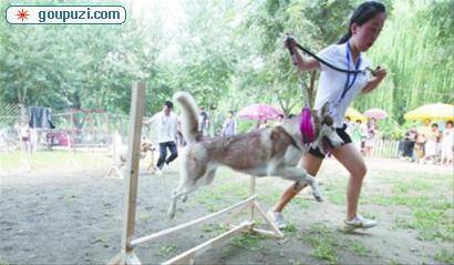 狗狗运动会昨日在沈阳开赛 近百只名犬参加比赛
