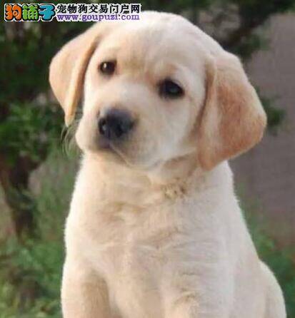 怎样让拉布拉多犬成为游泳高手