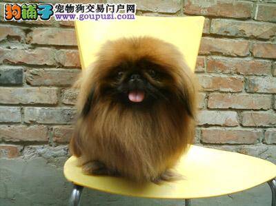 京巴犬腿有点软是什么问题