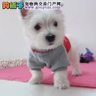 西高地眼睛出现很多眼屎和泪痕如何清理掉