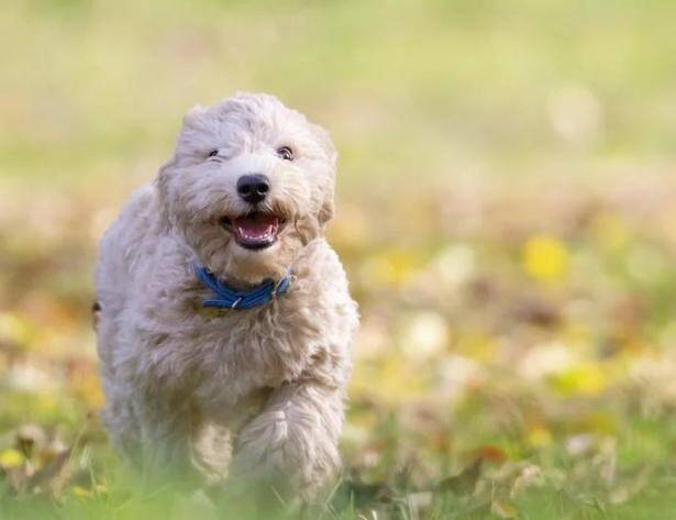 怎样才能预防比熊犬生病呢？快来看看吧