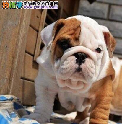 斗牛犬最近总流鼻涕是什么原因