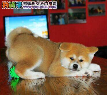 秋田犬着凉流鼻涕能不能注射疫苗