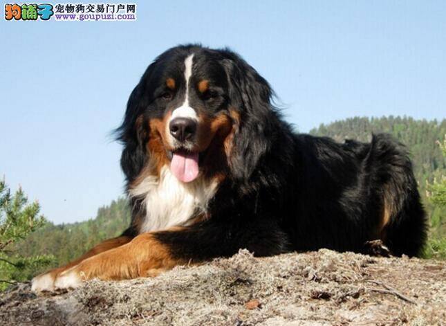 购犬要点 伯恩山犬性格特点大揭秘