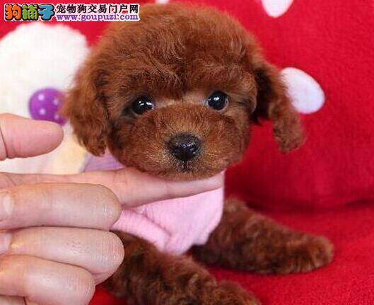怎样判断泰迪犬是否健康与优秀