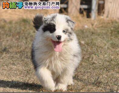 边境牧羊犬睡觉着凉了一直拉稀如何是好