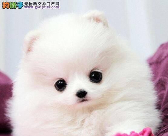 科学购买博美犬，健康看得见
