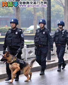 5月起江苏警方将加大特警携犬巡逻力度