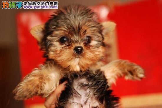 约克夏太瘦了，有点营养不良怎么办