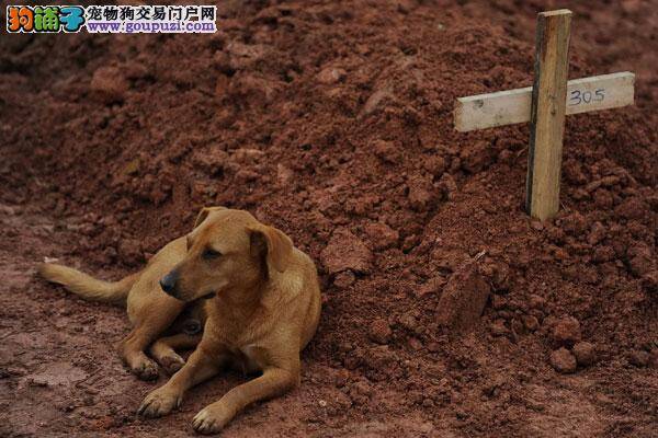 为保护狗崽，狗妈妈寒冬中趴在草坪里一动不动