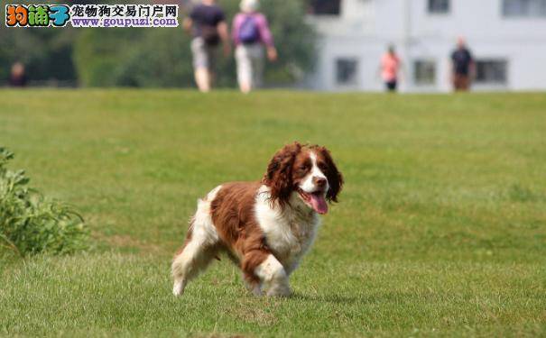 英国跳猎犬智商 英国跳猎犬是传说中的史宾格犬