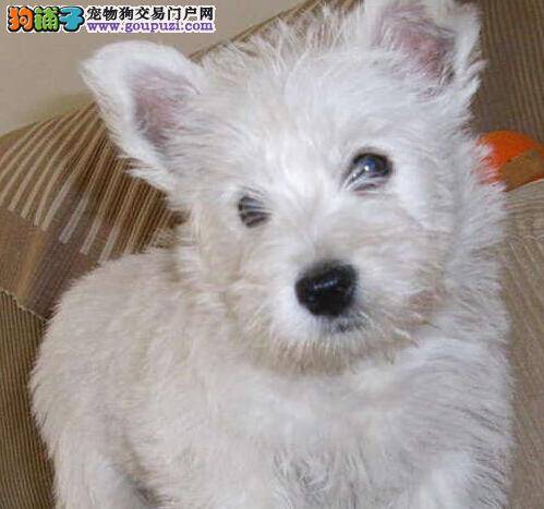 宠物课堂之三个步骤轻松让西高地健康成长