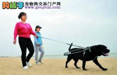 盲夫妇携带导盲犬出游 狗狗认路能力相当于10岁童