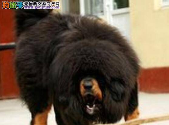 游泳课堂 轻松训练让藏獒成为一名优秀的游泳健将