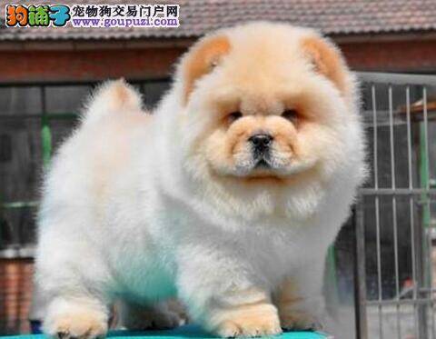 松狮犬洗澡之后，口吐白沫拉稀没事吧