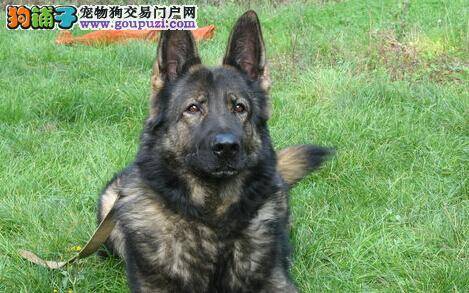 健康红绿灯 通过六个警报了解昆明犬的身体状况