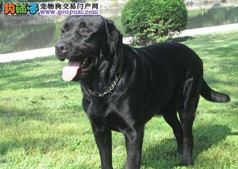 宠主启蒙必知 饲养拉布拉多犬之前需做好哪五大准备