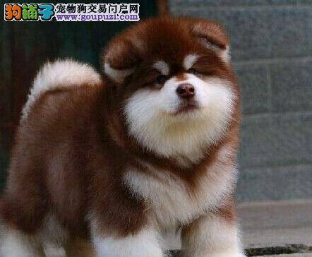 阿拉斯加犬最近老是口吐白沫是怎么了