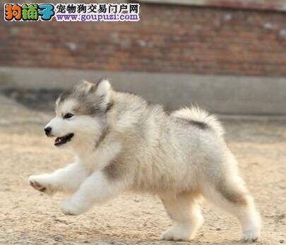 阿拉斯加雪橇犬的选择原则，小犬的照顾事项