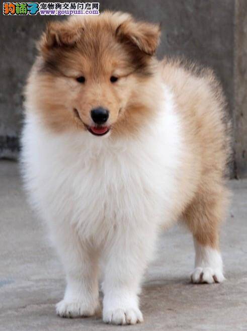 苏格兰牧羊犬打完疫苗后呕吐了是正常情况吗