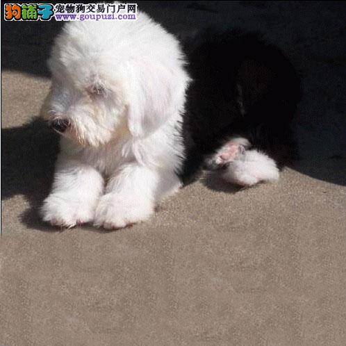 怎样挽救骨折的古代牧羊犬