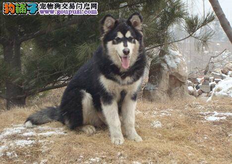 阿拉斯加犬选种与选配有哪些学问