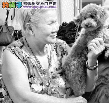 小小贵宾犬本事真不小，为孤寡老人送欢乐它最棒