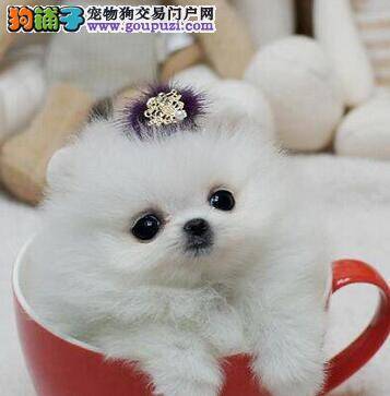 寻找完美博美犬幼犬的方法步骤
