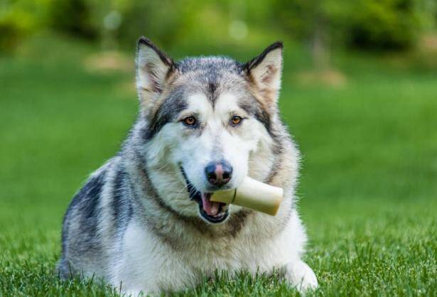 阿拉斯加犬鼻子发热是怎么回事？是生病了吗