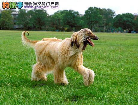 治疗阿富汗猎犬脱毛症疾病 解决主人饲养的烦恼